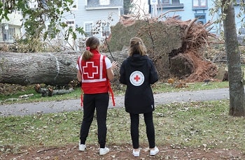 Deux membres de l'équipe de la Croix-Rouge regardant un grand arbre tombé, dont la racine a été arrachée.