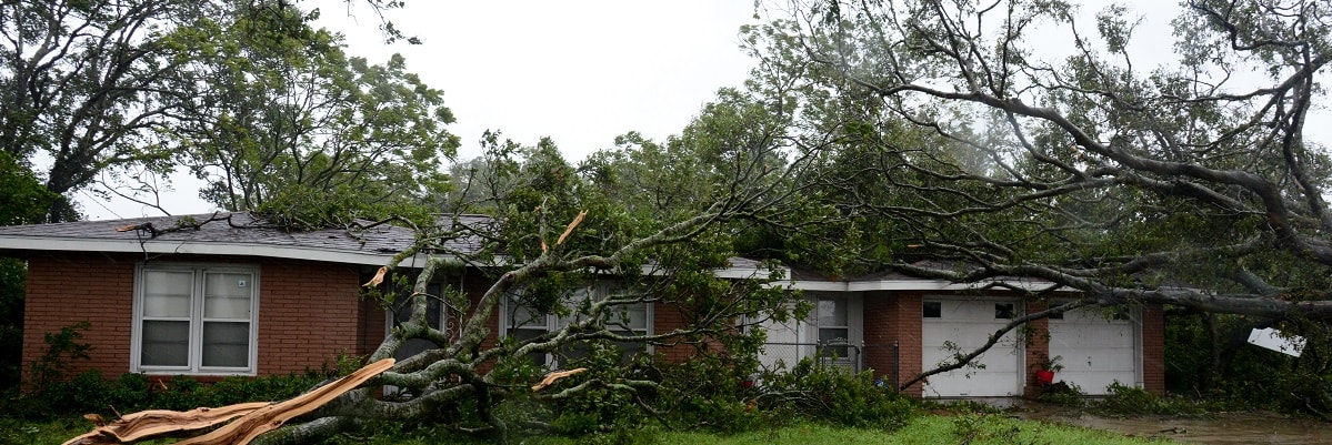 Two fallen trees leaning against a house