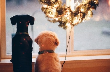Deux petits chiens regardent par la fenêtre 