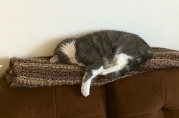 un chat couché sur une couverture