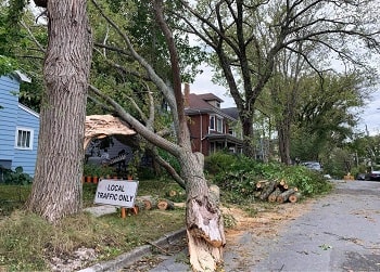 Un arbre échoué en raison de l'ouragan