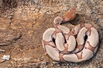 Un mocassin à tête de cuivre, serpent venimeux de couleur beige et marron, se vautre au pied d’un arbre sur un sentier.