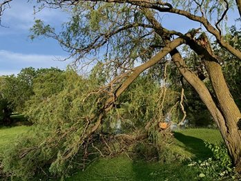 Un arbre cassé en raison de vents violents lors d'un récent derecho en Ontario
