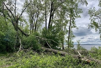Un arbre tombé à cause d'un derecho en Ontario