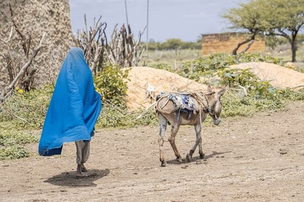 Une fille portant un fourreau bleu promène un âne sur un terrain sec.