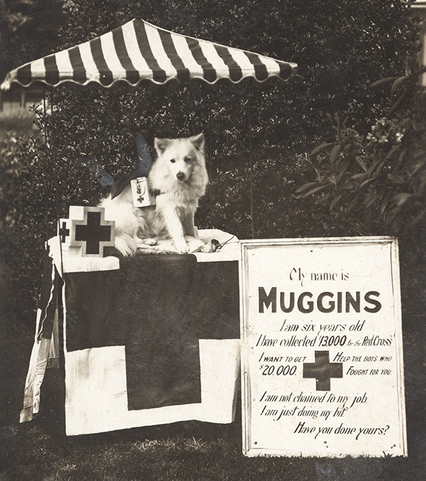 Muggins, Canadian Red Cross Fundraising Dog-FR