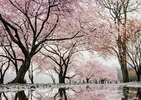 Des arbres fleuris roses autour d'un cours d'eau. On voit la réflection des arbres dans le cours d'eau.