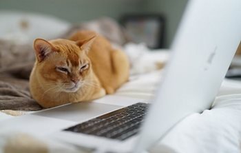 Un chat roux sur un lit et devant un ordinateur