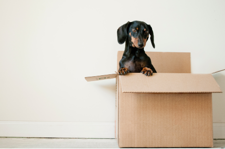 Un chien saucisse est dans une boite de déménagement vide