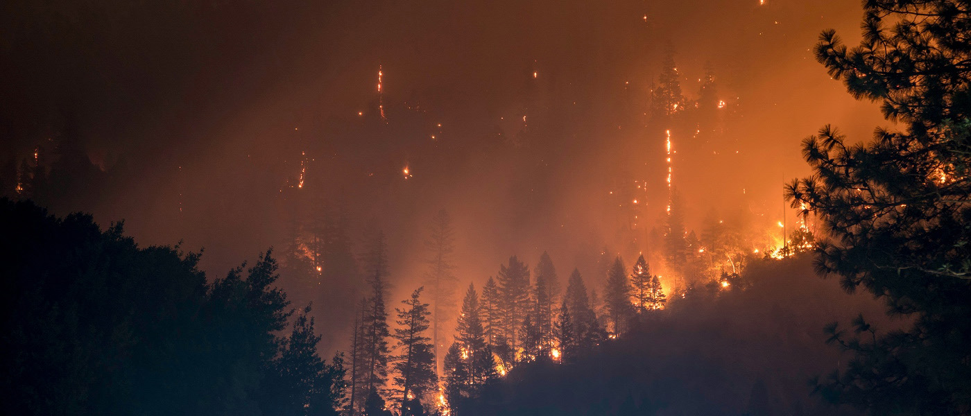 Des arbres brûlent dans une forêt envahie de fumée.
